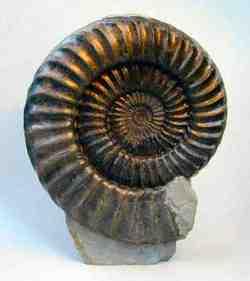 Ammonite