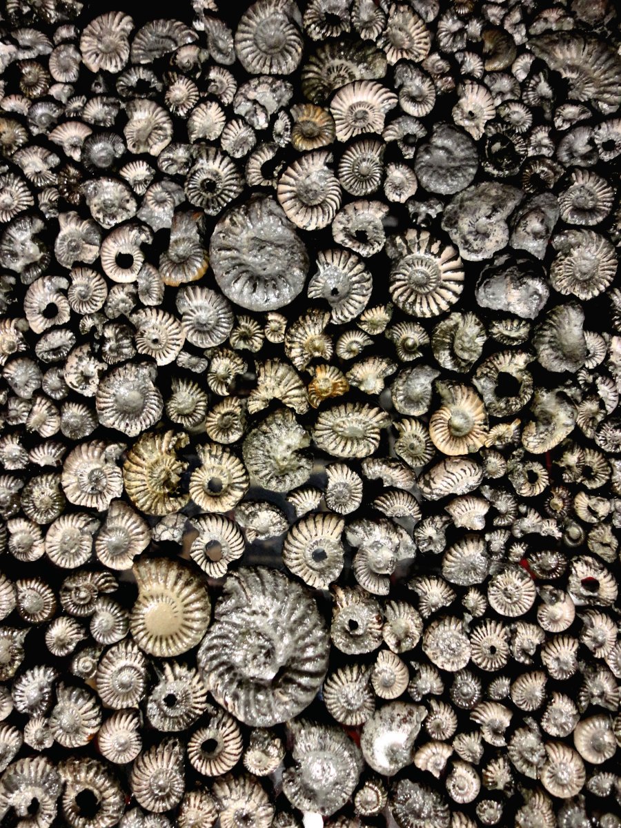 Pyritised ammonites