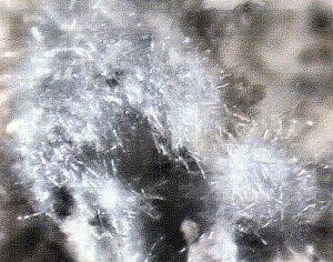 Halotrichite.