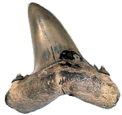 Eocene shark tooth